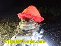 /home//u458753944/public_html/sourcegallery//Roxborough Toad Detour/2021/2021-04-11/P4110249.JPG